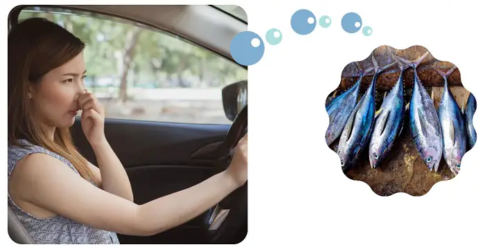 How to Get Rid of Fish Smells in the Car? | 