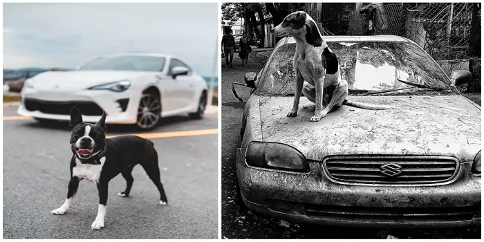 how to keep dogs away from car